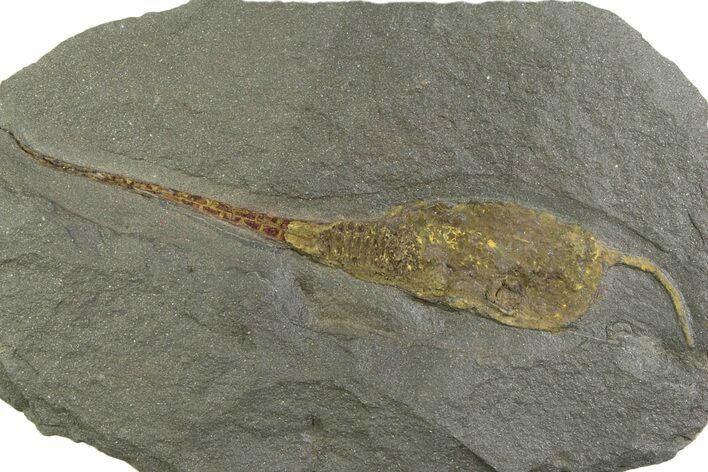 Ordovician Carpoid Fossil - Ktaoua Formation, Morocco #312751